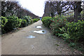 The lane to Mill Road