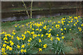 Daffodils by the Rochdale Canal