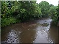 Tiverton : River Lowman