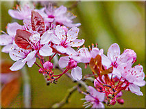 TL2340 : Three Horseshoes Purple Leaf Plum Blossom (Prunus Cerasifera Nigra) by Dylan Mills