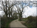 Tree-lined road leading into Capel Parc