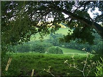 SS9312 : Mid Devon : Exe Valley by Lewis Clarke
