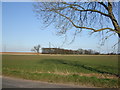 Fields Towards Sealings Wood