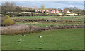 Marshy hollow north of Whitchurch