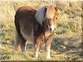 Pony near Pitkerrie.