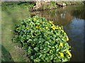 Marsh Marigold - Caltha palustris