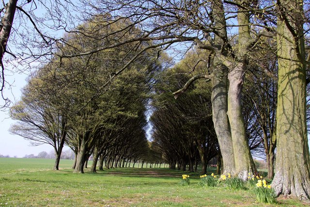 Avenue of trees near Radley College