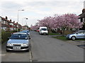 Reddish - Blossom Time on Wordsworth Road