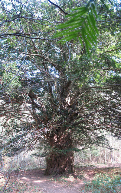 The King Yew in Woolaston Wood