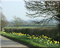 ST9156 : 2009 : A fine display of daffodils on Spiers Piece by Maurice Pullin