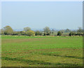 ST9256 : 2009 : Field near Spiers Piece Farm by Maurice Pullin