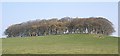 Copse on Meikle Newton hill