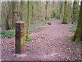 SU7276 : Waymarked path in Clayfield Copse by Rose and Trev Clough