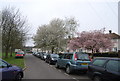 Blossom on Tudeley Lane