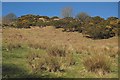 Grazing Land In The Stinchar Valley