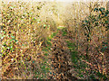 Bridleway to Ravensroost Wood