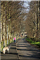 A tree-lined road at Gattonside