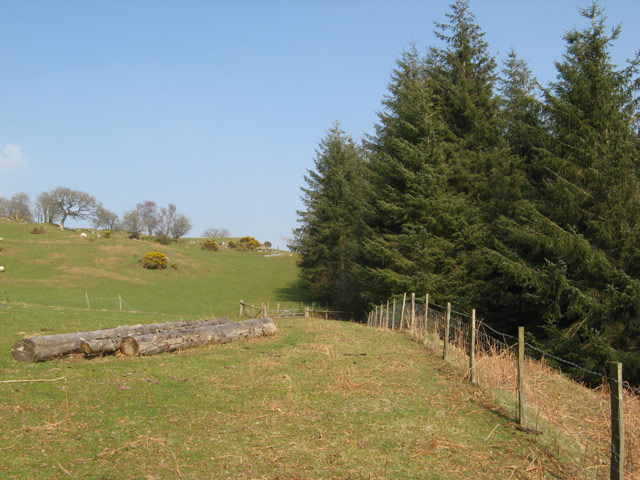 Pasture by the plantation
