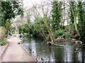 Wendover Arm: Fallen Tree in the Canal