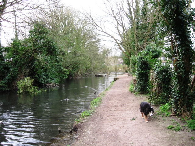 Wendover Arm: Along the Canal-side Footpath