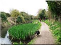 Wendover Arm: Reed beds in the Canal