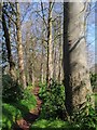 Path to Torbay Hospital