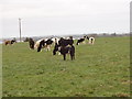 T0123 : Cattle north of Ferrycarrig by David Hawgood