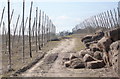 Hop fields behind Syndale Farmhouse, looking south west