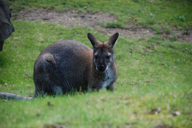 Dudley Zoo © Brian Clift cc-by-sa/2.0 :: Geograph Britain and Ireland