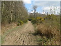 Gorse along side the High Weald Landscape Trail