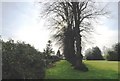 Avenue of trees, Gillingham Parish Church Cemetery