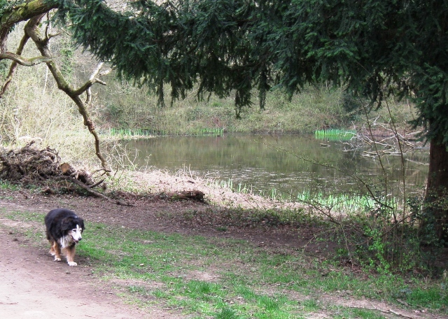 By the Second Pond, Bookham Common