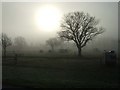 Frosty morning