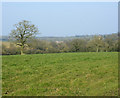 2009 : Pasture off Long Lane