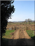 TQ0315 : Cattle near Quell Farm by Simon Carey