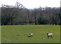 Grazing near Nant Derlwyn, Carmarthenshire