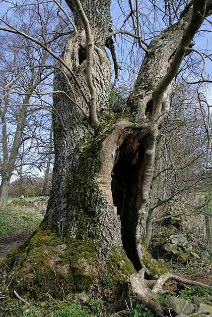 An old ash tree of some character © Walter Baxter cc-by-sa/2.0 ...