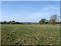 Field near Coldwaltham