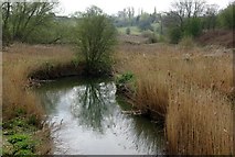SP3475 : The river Sowe south of the A45 by Keith Williams
