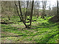 Hyde Gill flowing among wild Daffodils