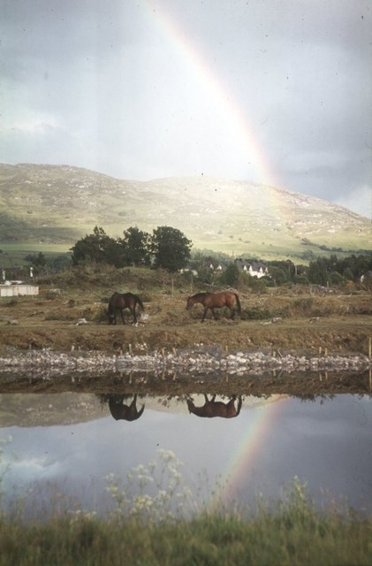 Horses under the rainbow