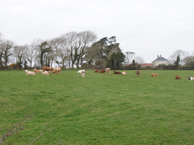 Cattle by Barnwell's cross roads