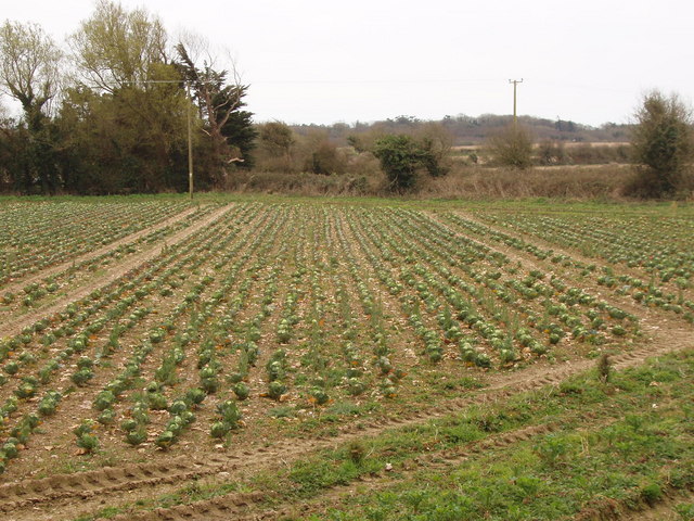 Field of cabbages at Baldwinstown