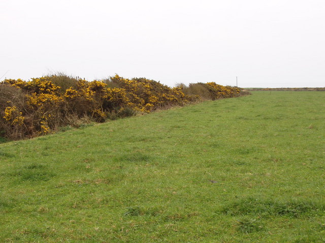 Pasture with gorse hedge near Brandy cross roads