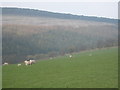 Pasture near Ash Farm