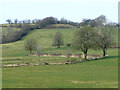 Carmarthenshire pasture near Ffaldybrenin