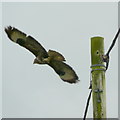 Buzzard off a pole