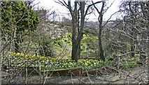 NT9953 : Spring flowers at Berwick-upon-Tweed by Christine Matthews
