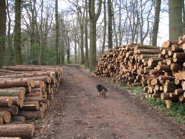 Harvested logs waiting for collection in Pavis Wood