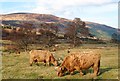 Morag and Shona in the glen